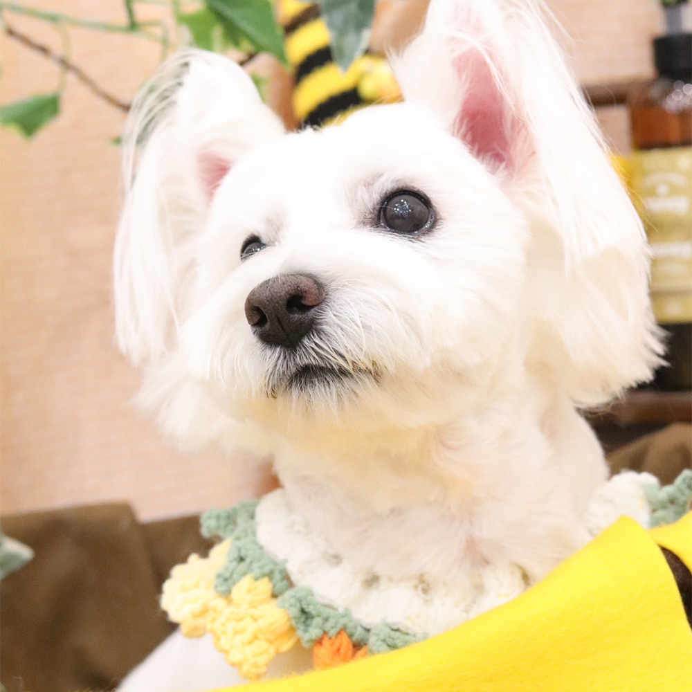 卒業犬ベラちゃんの近況♪